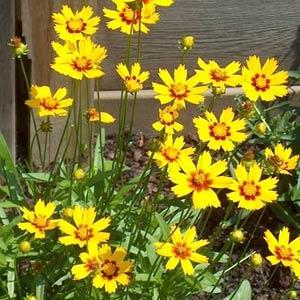Coreopsis lanceolata Baby Sun Landscape