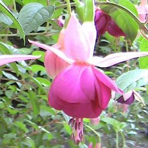 Fuchsia Lena Bloom