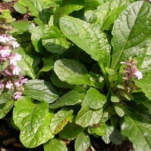 Ajuga reptans Purple Torch Bloom
