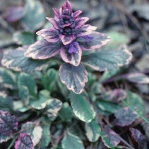 Ajuga reptans Variegated Bloom