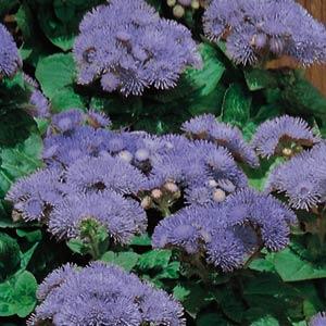 Hawaii Blue Bloom