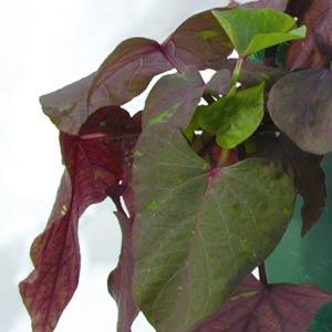 Ipomoea Ace Of Spades Bloom