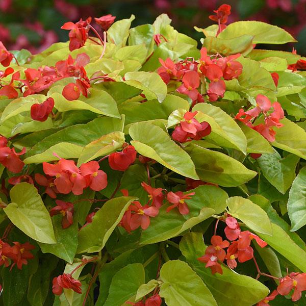 Begonia Vegetative Canary Wings Bloom