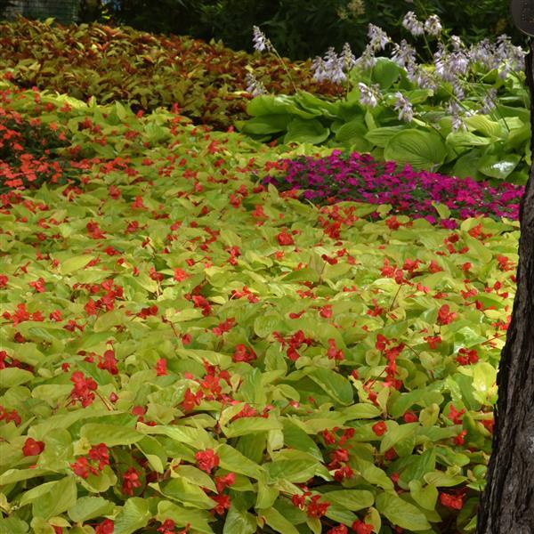 Begonia Vegetative Canary Wings Commercial Landscape 1