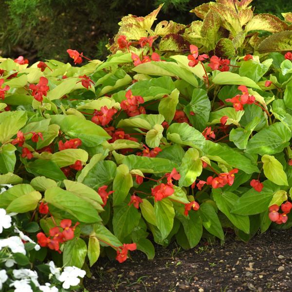 Begonia Vegetative Canary Wings Landscape