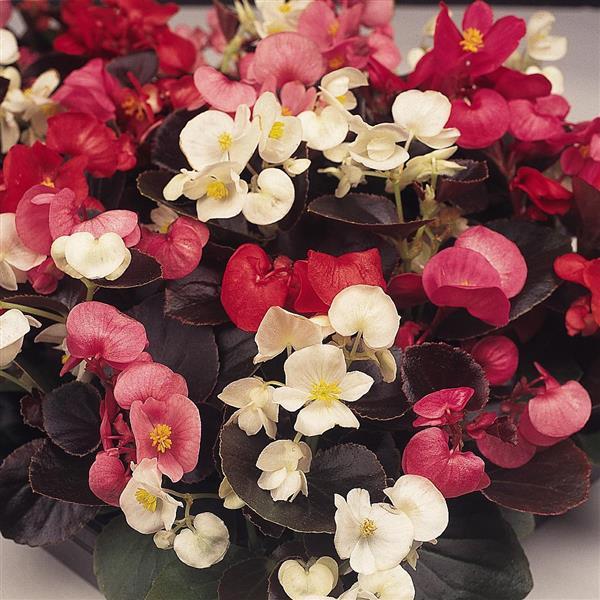 Harmony Mix Bloom