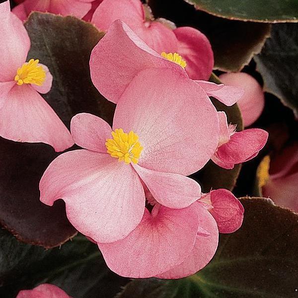Harmony Pink Bloom