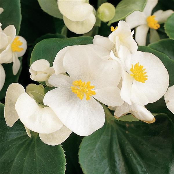 Prelude White Bloom