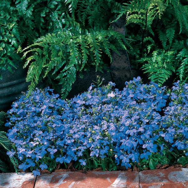 Riviera Sky Blue Landscape