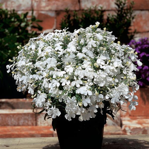 Riviera White Container
