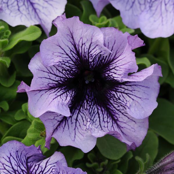 Daddy<sup>®</sup> Blue Bloom