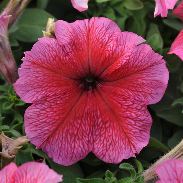 Daddy<sup>®</sup> Red Bloom
