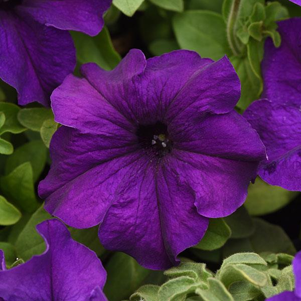 Supercascade Blue Bloom