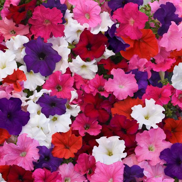 Supercascade Mixture Bloom