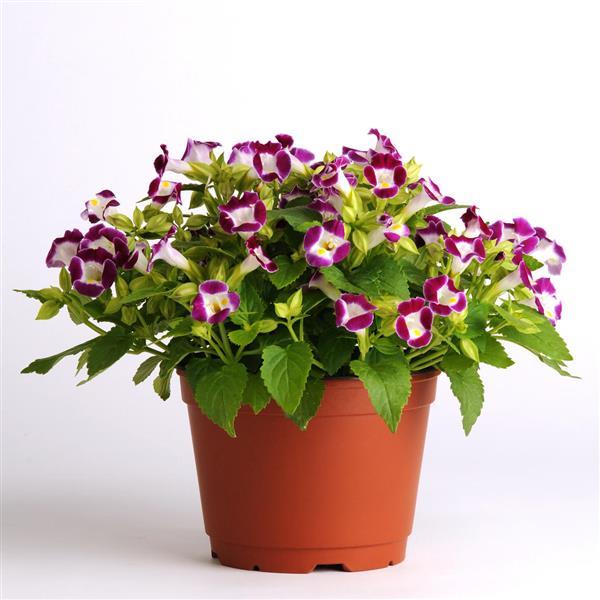 Kauai™ Burgundy Container