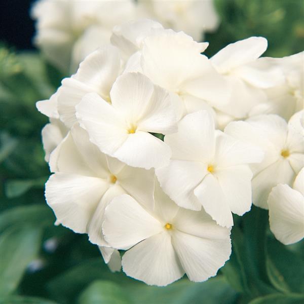 21st Century White Bloom