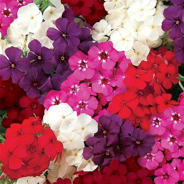 21st Century Mixture Bloom