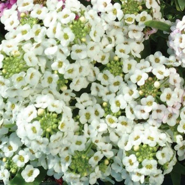 Easter Bonnet White Bloom