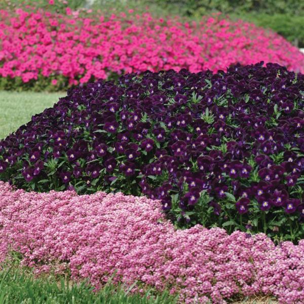 Easter Bonnet Deep Pink Landscape