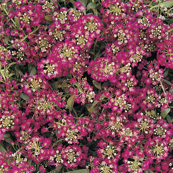 Easter Bonnet Deep Rose Bloom