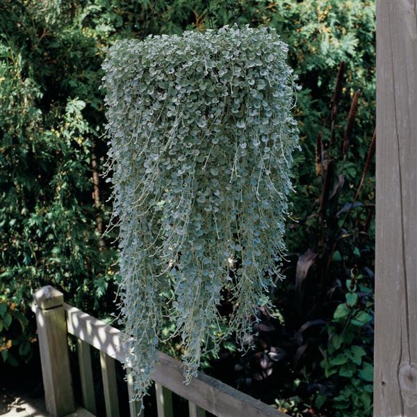 Dichondra Silver Falls Basket