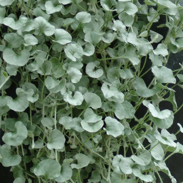 Dichondra Silver Falls Bloom