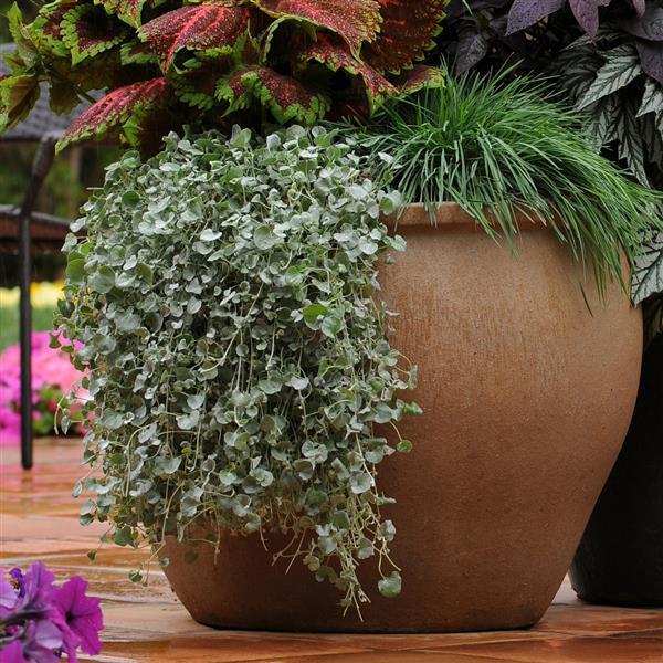 Dichondra Silver Falls Commercial Landscape 2