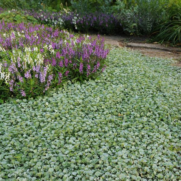 Dichondra Silver Falls Commercial Landscape 3