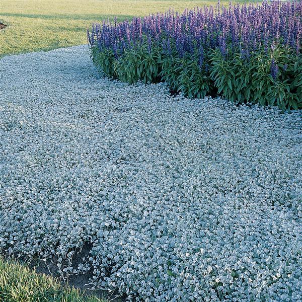 Dichondra Silver Falls Commercial Landscape 4