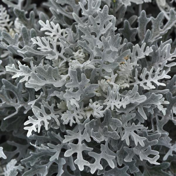 Dusty Miller Maritima Silverdust Bloom