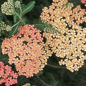Achillea millefolium Appleblossom Bloom