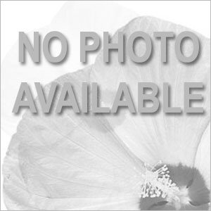 Coleus Ruby Slipper Bloom