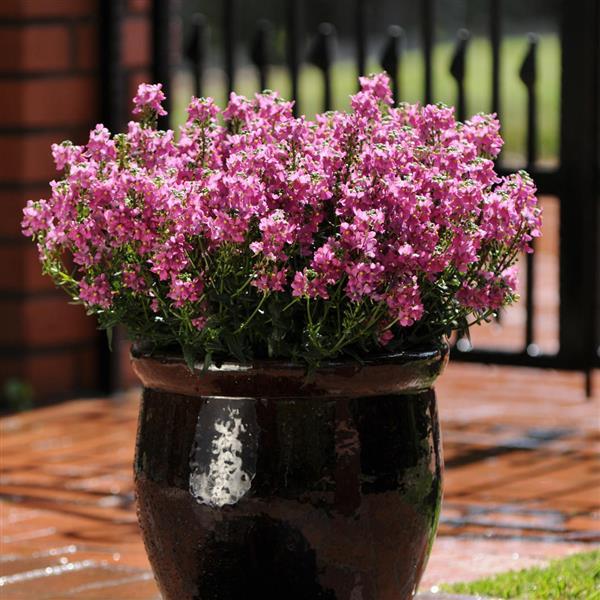Aromatica™ Rose Pink Container