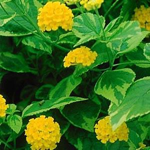 Lantana Samantha Bloom