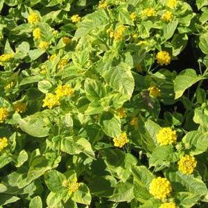 Lantana Samantha Garden