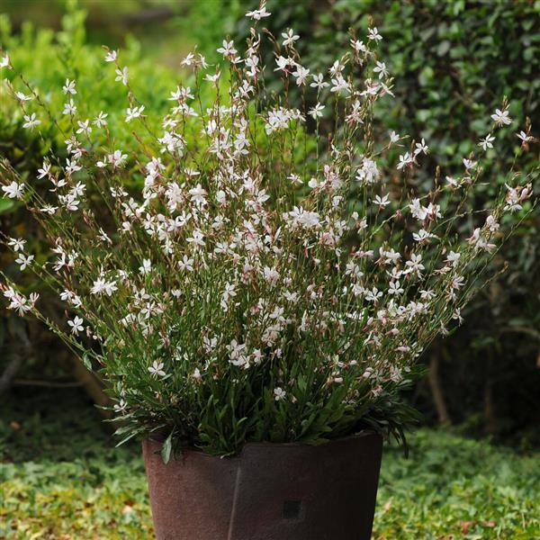 Gaura Sparkle White Container