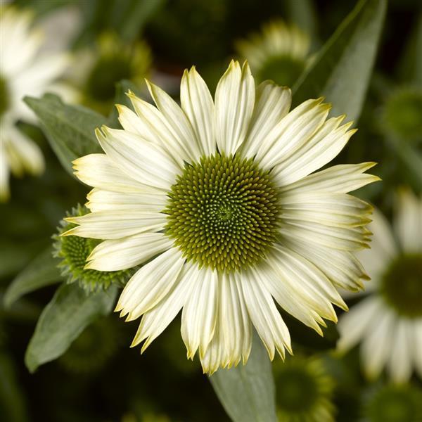 Prairie Splendor Compact White Bloom