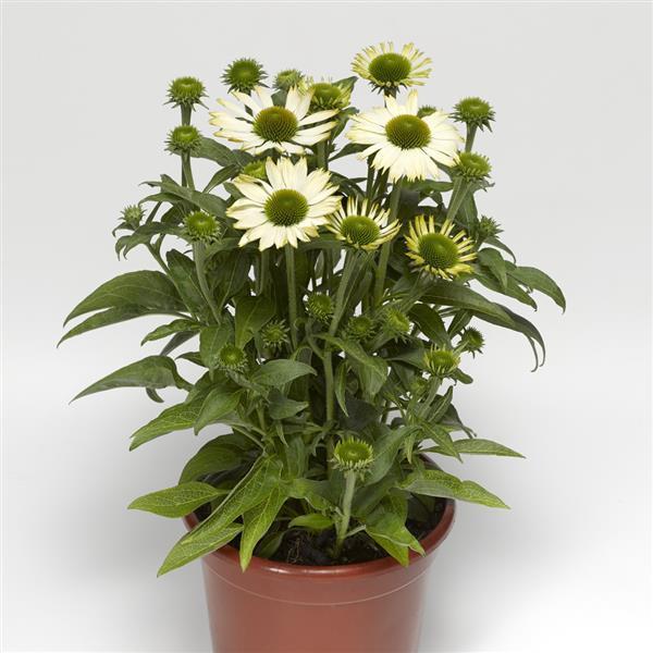 Prairie Splendor Compact White Container