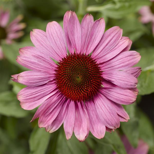 Prairie Splendor Compact Rose Bloom