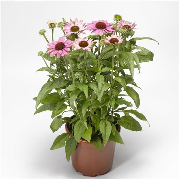 Prairie Splendor Compact Rose Container