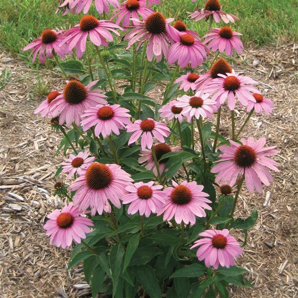 Prairie Splendor Compact Rose Garden