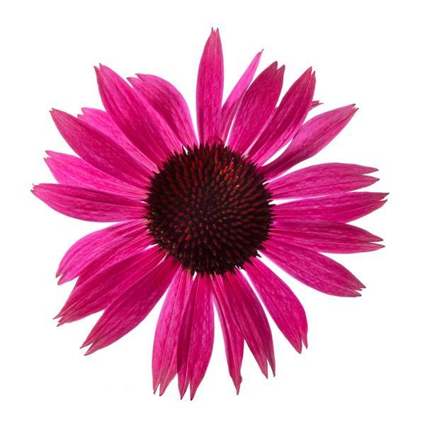 Prairie Splendor Compact Dark Rose Bloom