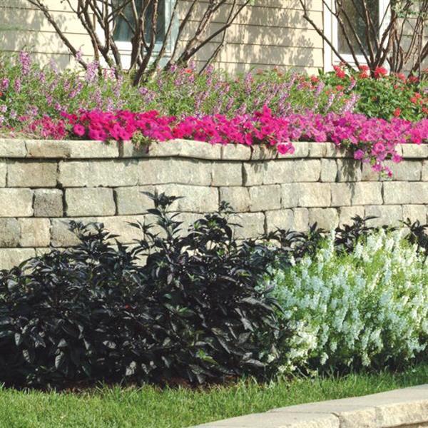 Ornamental Pepper Black Pearl Commercial Landscape 3