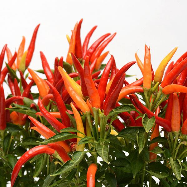 Ornamental Pepper Chilly Chili Bloom