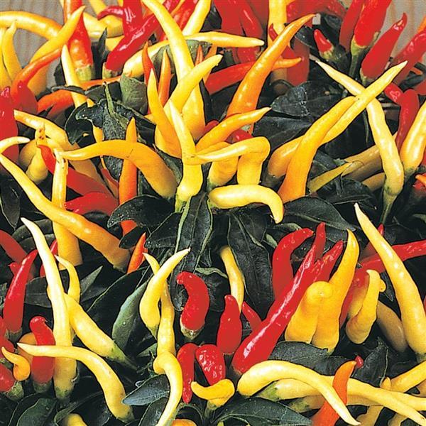 Ornamental Pepper Medusa Bloom