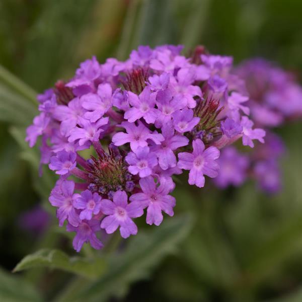 Verbena Santos Purple Bloom
