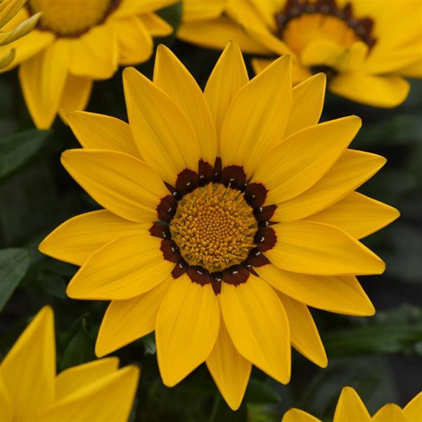 New Day<sup>®</sup> Yellow Bloom