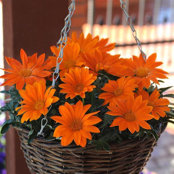 New Day<sup>®</sup> Clear Orange Basket