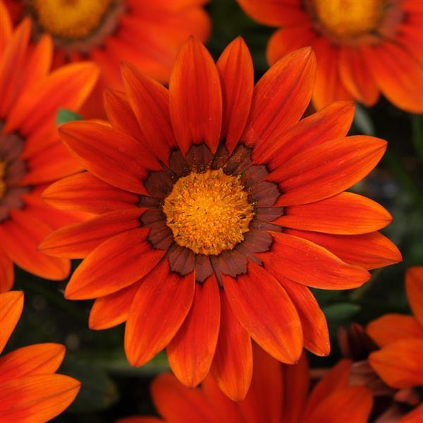 New Day<sup>®</sup> Bronze Shades Bloom