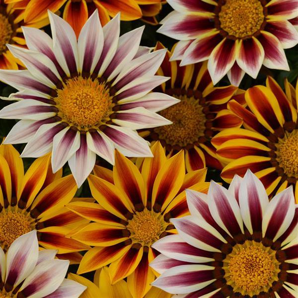 New Day<sup>®</sup> Tiger Mixture Bloom